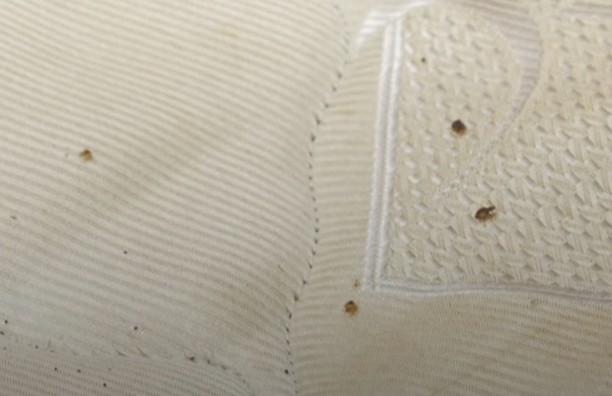 Malaysia-Scientists-Turn-Bedbugs-Into-Crime-Scene-Spies