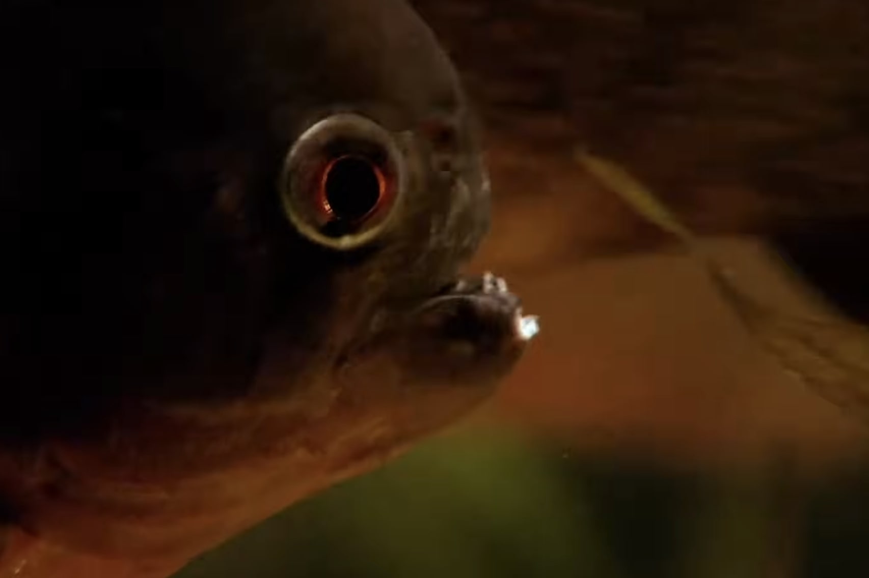 River-Monsters-Full-Episode-Season-1-Episode-1-Piranha