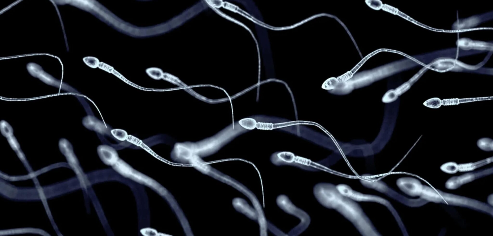 How-Long-Can-Human-Sperm-Survive